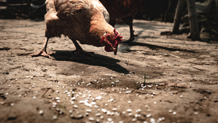 Feed Distributor Licensing and Information-AgriIndustry-Grid